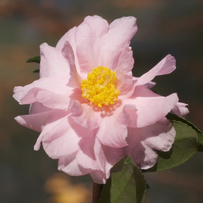 Winter's Peony